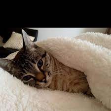 snuggling in bed with sebastian blue snuggle in bed cuddles in bed dull colors