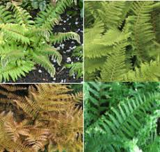 Learn about the 21 best ferns for containers, these beautiful foliage plants available in various shapes, textures, and colors provide growing ferns in containers is easy. Evergreen Ferns For Pots Or A Shady Border
