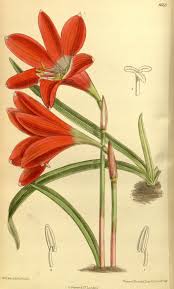 Vector set plantes tropicales et les animaux. Zephyranthes Cardinalis Ilustracion De Botanica Ilustraciones Botanicas Dios De Los Vientos