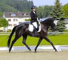 The horse's color is important. Testimonials And Experience German Horse Center
