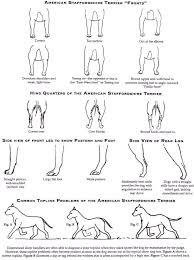 Correct Amstaff American Bully Akc Dog Shows Dog Anatomy
