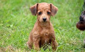 Doxiepoo Puppies For Sale Puppy Adoption Keystone Puppies Dachshund Puppy Training Dachshund Puppy Black Doxiepoo