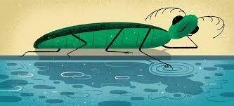 Insects have segmented bodies, jointed legs, and external skeletons (exoskeletons). Do Insects Have Consciousness Science Smithsonian Magazine