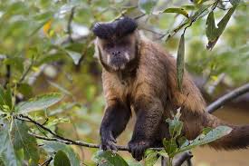 Black capped capuchin quick facts. Tufted Capuchin Naturerules1 Wiki Fandom