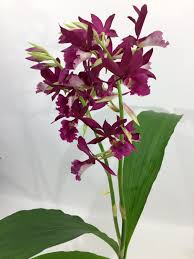 Image result for Phaius