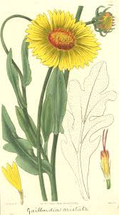 Image result for Nidorella pinnata