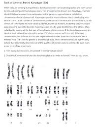 Name class date 14.1 human chromosomes lesson objectives identify the types of human chromosomes in a karotype. What Is A Karyotype Quizlet