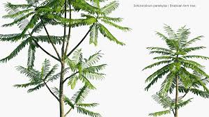 Image result for Schizolobium parahyba