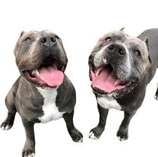 These loving, friendly american bully puppies grow into a stocky, muscular dog with a smooth short coat. How Much Does An American Bully Cost