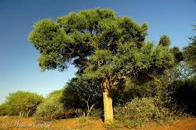 Image result for Boscia albitrunca