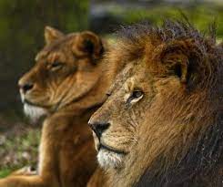 Pin By 2c Group Number 5 On Animals Zoo Animals Lions Zoo