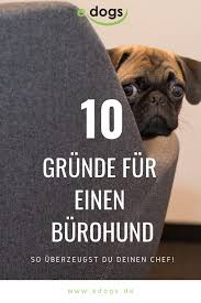 Du Wunscht Dir Einen Hund Im Buro Wir Haben Die 10 Besten Grunde Fur Einen Burohund Fur Dich Zusammengestellt Hundeliebe Hund Im Buro Hunde Tierheim Hunde