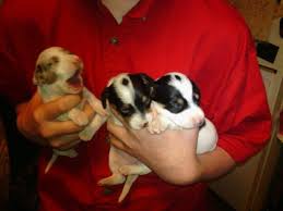 Find the perfect puppy for you! Miniature Dachshund Puppies For Sale In Wisconsin Rapids Wisconsin Classified Americanlisted Com