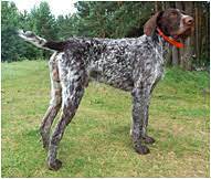 Browse our listings to find jobs in germany for expats, including jobs for english speakers or those in your native language. German Wirehaired Pointer Dog Breed Facts Hill S Pet
