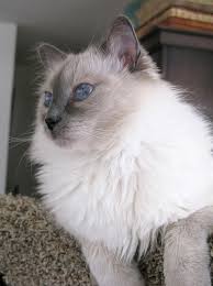 Long Haired Cat With Blue Eyes Gorgeous Cats Pretty Cats Cats