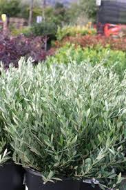 Image result for Olea