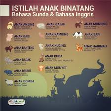 Nama bahasa sundanya ngaran, anak artinya sama anak (loma), dan hewan artinya sato. Dinas Kependudukan Dan Pencatatan Sipil Kota Bandung Good Night Wargi Bandung Tau Nggak Sih Dalam Bahasa Inggris Dan Bahasa Sunda Ternyata Masing Masing Punya Istilah Terhadap Anak Dari Hewan Yuk