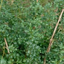 Image result for Jasminum schimperi