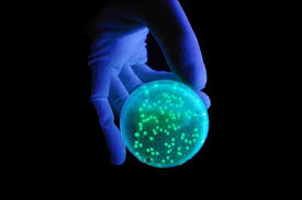 Specific Uv Light Kills Mrsa Without Damaging Human Tissue Human Tissue Ultra Violet Molecular Genetics