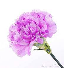 Beautiful Purple Carnation Carnation Flower Carnation Flower Tattoo Purple Carnations