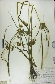 Image result for Courtoisina cyperoides