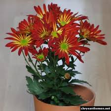 Chrysanthemum Indicum Hybride Seruni