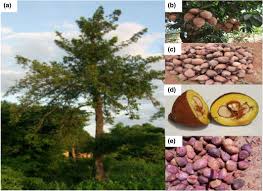 Image result for Pentadesma