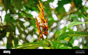 Image result for Sanchezia speciosa