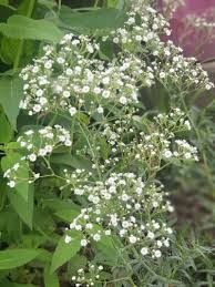 How much does baby breath flowers cost. Can You Grow Baby S Breath In Your Garden Easily