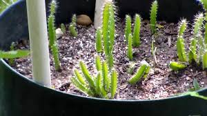 Either place the seeds in a pot of boiling water for 5 minutes,. Dragon Fruit Growth Finally Youtube