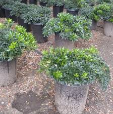 Because of the way they branch, their flowers, fall leaf and twigs color in winter. Dwarf Mock Orange