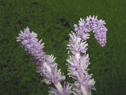 Image result for Aponogeton junceus