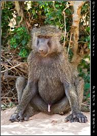 Pin On Monkey