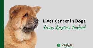 Common types of cancer in dogs. Liver Cancer In Dogs Types Symptoms Causes Treatment