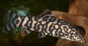 Pond Loach Facts For Kids