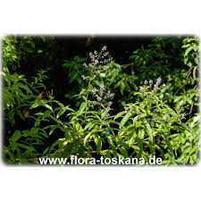 Check spelling or type a new query. Aloysia Triphylla Lippia Citriodora Lemon Verbena Flora Toskana
