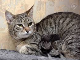 Their vibrant, bright eyes come in shades of blue, green, or amber. Tabby European Shorthair Domestic Cat Stock Photo Picture And Royalty Free Image Image 147815966