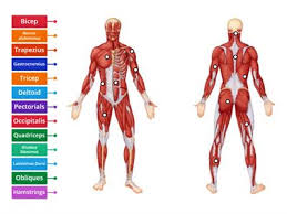 When you are taking anatomy and physiology you will be required to identify major muscles in the human body. Muscles Teaching Resources