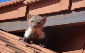 Schlafmangel Durch Marder Im Dach Krawczyk Ihr Dachdecker Aus Freiburg