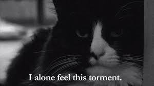 The Theme Song Has Made Its Way Permanently Into Your Head Best Cat Gifs Internet Cats French Cats