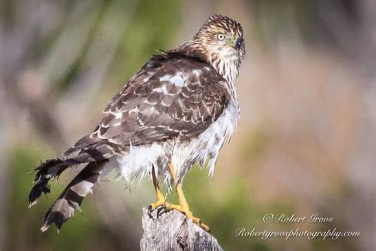 Cooper's Hawk - a beautiful but deadly hunter — % / wild birds & adventure travel
