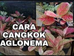 Cara Cangkok Aglonema Sangat Mudah Bersama Kak Rahma Youtube Adenium All About Plants Plants