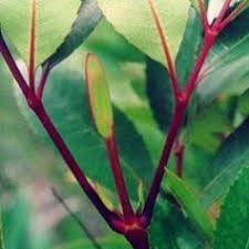 Image result for Cunonia capensis