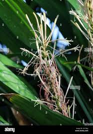Image result for Dracaena aubryana