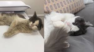 We offer adoption, foster care, and veterinary take a peek at our latest cats up for adoption. Street Cat Rescue Before And After Youtube