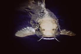 Free Photo Catfish Fish Head Stone Scary Hippopx