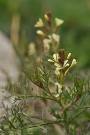 Image result for Carrichtera annua