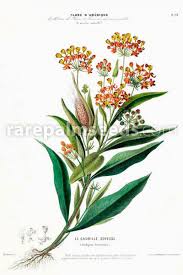 Image result for Asclepias curassavica