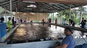Suasana Santai Sambil Memancing Udang Di Kolam Pancing Udang Galah Riinfa Hulu Langat Facebook