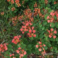 Image result for Bauhinia galpinii